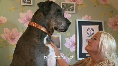 为什么我们需要统一公布禁养犬大型犬名录？为了安全与和谐的共处