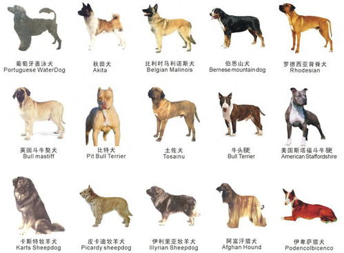 为什么我们需要统一公布禁养犬大型犬名录？为了安全与和谐的共处