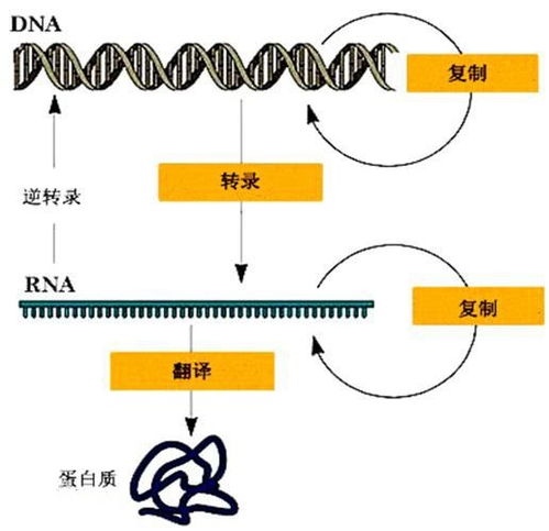 揭秘早期信号，深入了解新型冠状病毒的症状