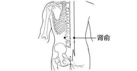 探秘肾脏，位置、功能与健康守护神