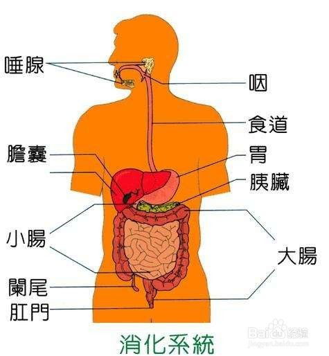 全面解析，胃溃疡的症状与养生之道